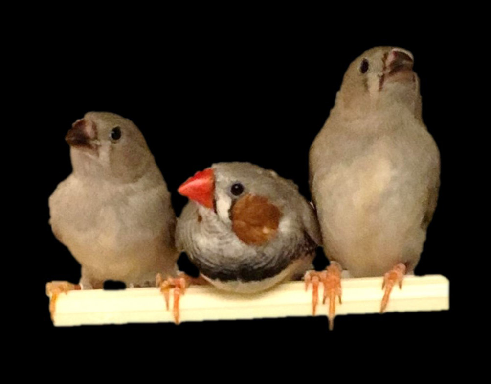 Grindstaff finches